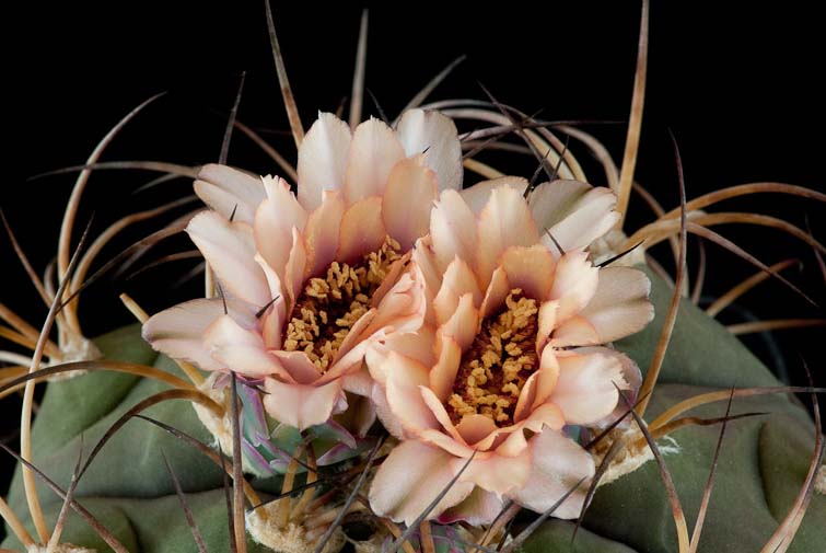 Gymnocalycium pflanzii v. albipulpa